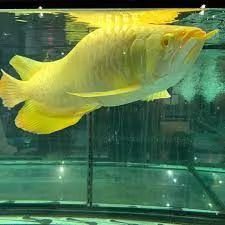 Pesce Arowana di qualità in vendita | Foto 0