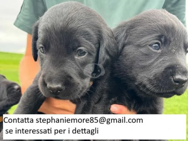 Cuccioli di labrador | Foto 3