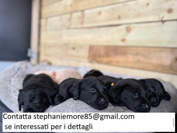 Cuccioli di labrador | Foto 1