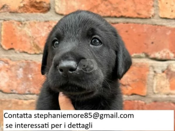 Cuccioli di labrador | Foto 0