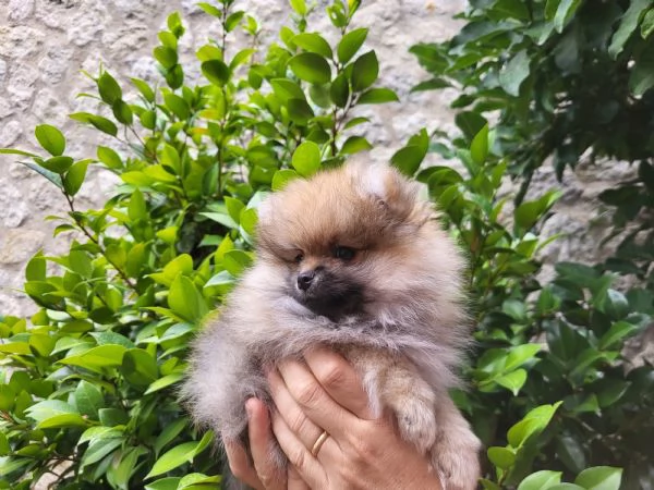 Fratellini di spitz tedesco nano (Volpino di Pomerania)