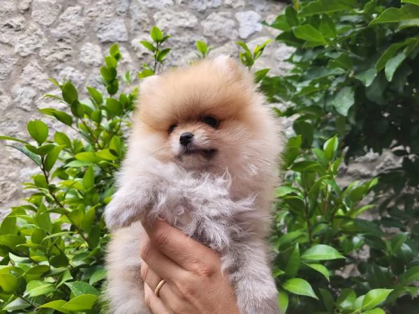 Fratellini di spitz tedesco nano (Volpino di Pomerania) | Foto 0