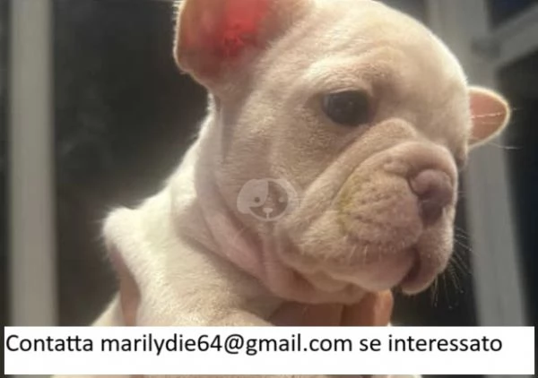 Cuccioli di bulldog francese | Foto 3