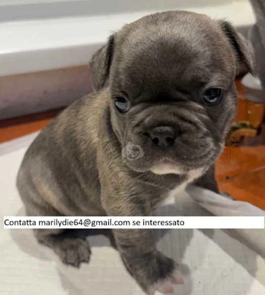 Cuccioli di bulldog francese | Foto 2