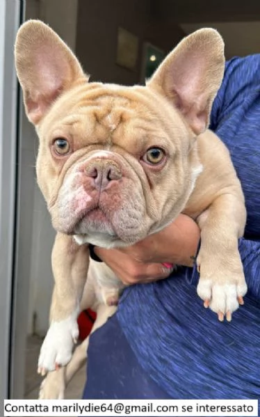 Cuccioli di bulldog francese | Foto 1