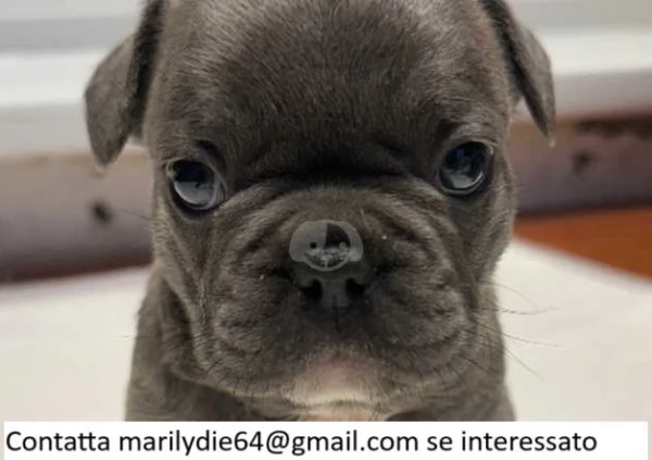 Cuccioli di bulldog francese | Foto 0