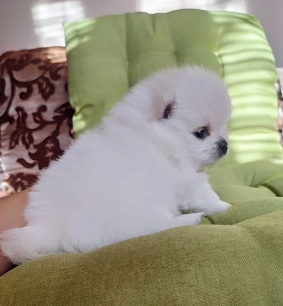 Cuccioli di Spitz Pomerania mini toy