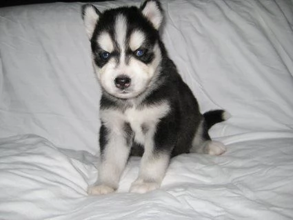 Cuccioli di siberian husky | Foto 0