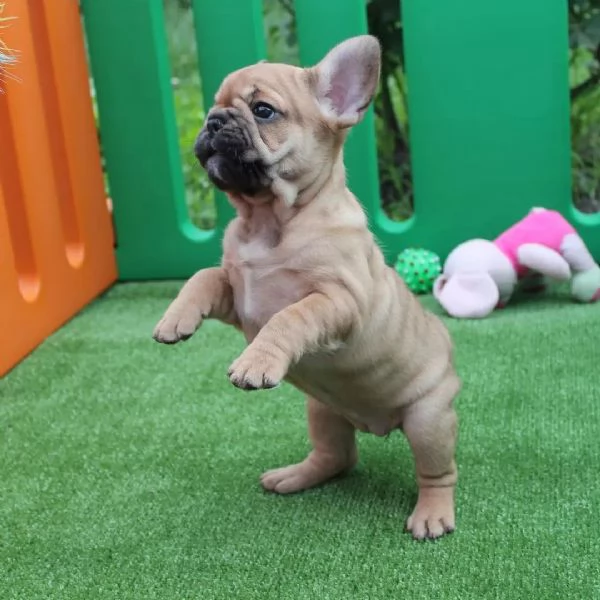 Cuccioli di bouledogue francese