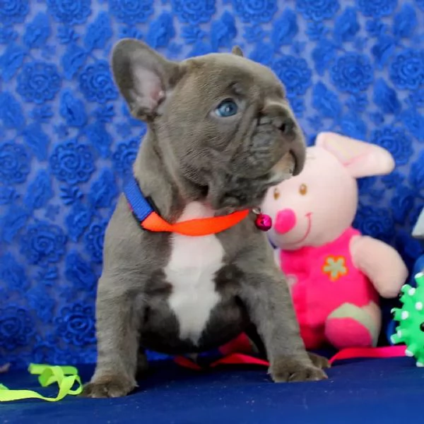 Cuccioli di bulldog francese | Foto 0