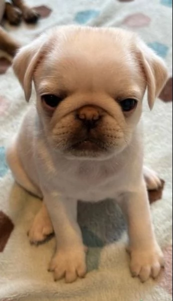 Cuccioli di carlino. | Foto 0