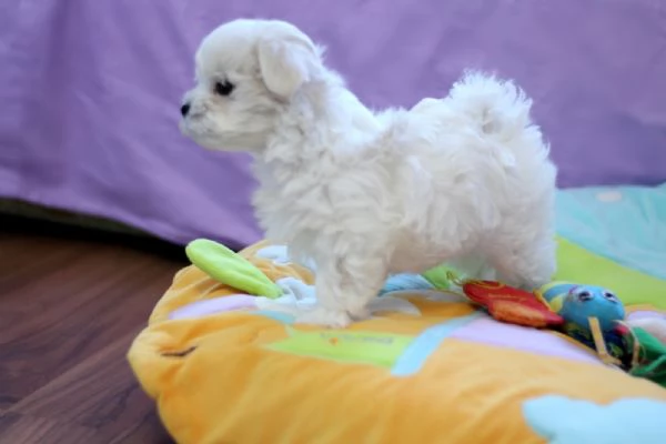 Maltese toy cuccioli