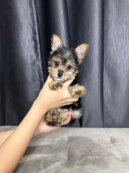 Mini Yorkie 