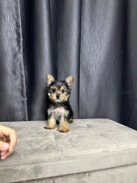 Mini Yorkie  | Foto 1