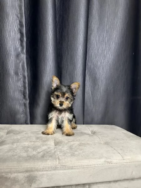 Mini Yorkie  | Foto 0