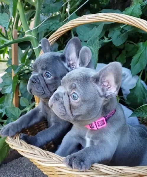 French bulldog 