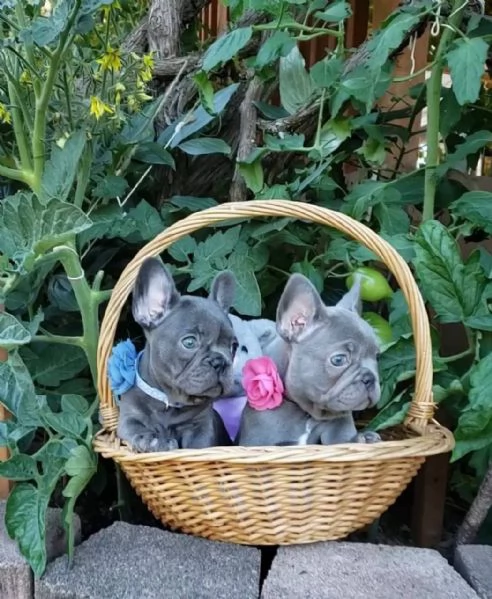 French bulldog  | Foto 2