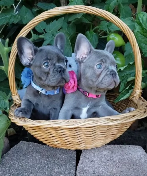 French bulldog  | Foto 1