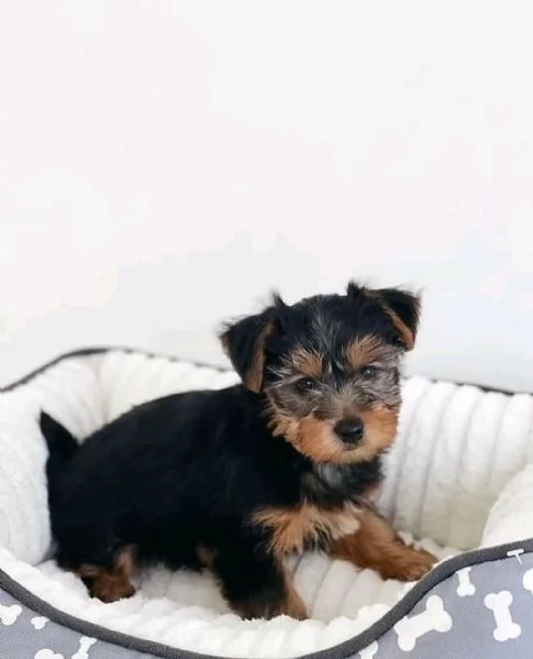 Yorkshire Terrier 