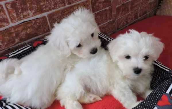 Splendidi cuccioli di maltese