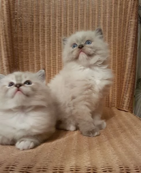 Bellissimi gattini Ragdoll allevati