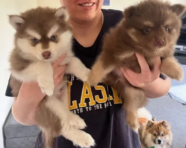 3 bellissimi cuccioli di Pomsky