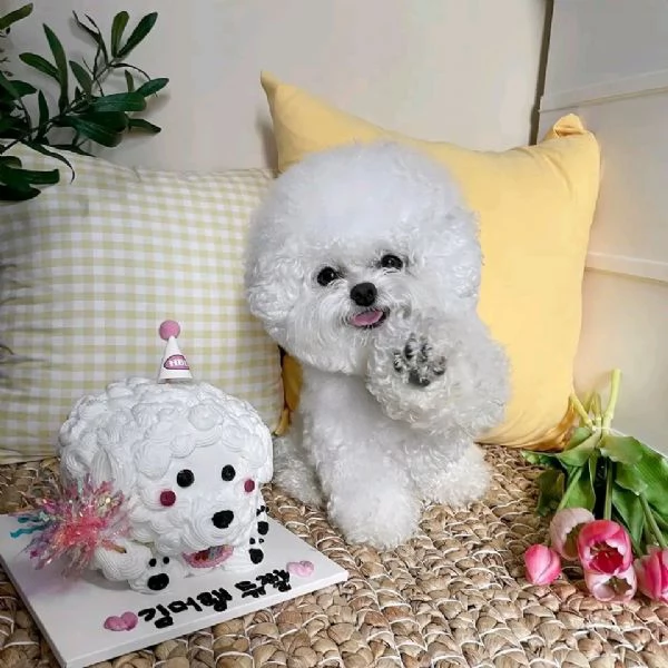 Bichon 