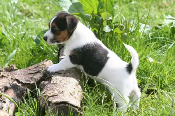 CUCCIOLI DI JACK RUSSELL