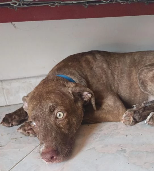 Metticio tra Pitbull e labrador  | Foto 2