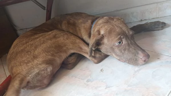 Metticio tra Pitbull e labrador  | Foto 1