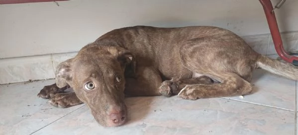 Metticio tra Pitbull e labrador 