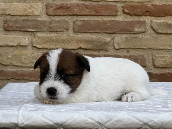 Jack Russell Terrier | Foto 6