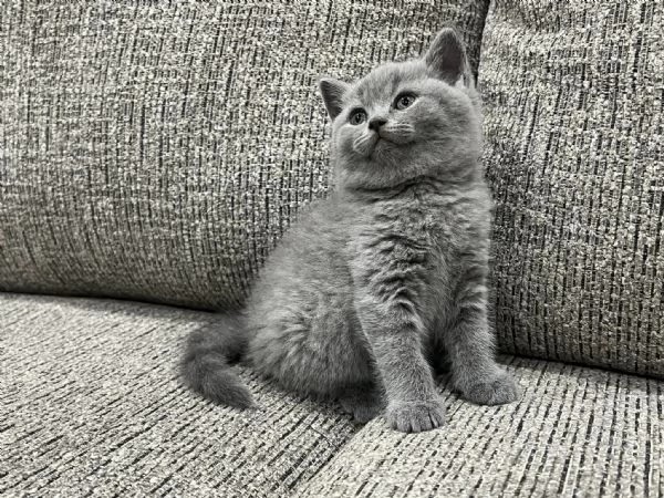 Cuccioli British shorthair