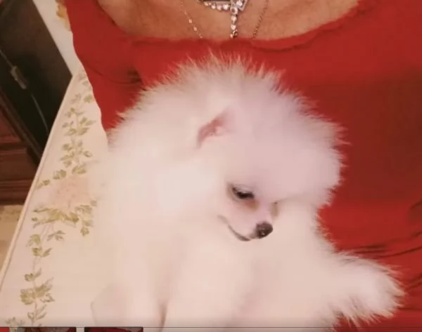 adozione stupendi cuccioli di SPITZ POMERANIA | Foto 0