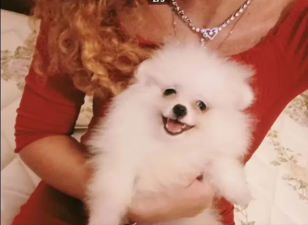 adozione stupendi cuccioli di SPITZ POMERANIA