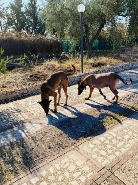 Vendita Cuccioli Pastore Belga Malinois | Foto 4