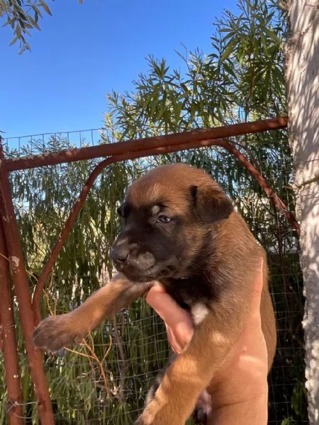 Vendita Cuccioli Pastore Belga Malinois | Foto 2