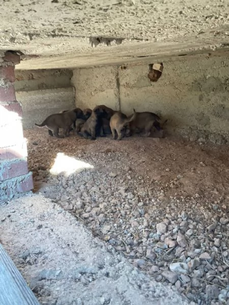 Vendita Cuccioli Pastore Belga Malinois | Foto 1