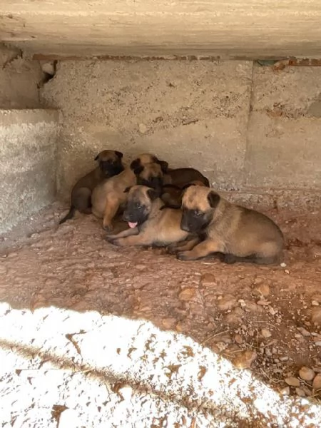 Vendita Cuccioli Pastore Belga Malinois | Foto 0