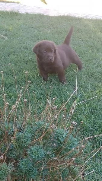 labrador cioccolato con pedigree