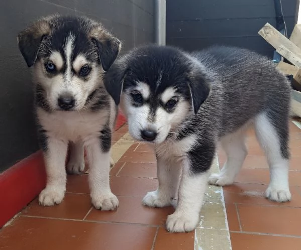 Cuccioli di Siberian Husky 