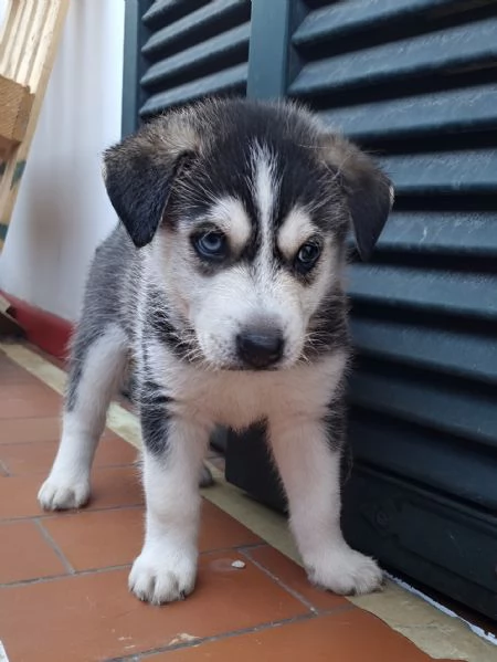 Cuccioli di Siberian Husky  | Foto 2