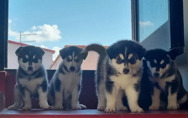 Cuccioli di Siberian Husky  | Foto 1