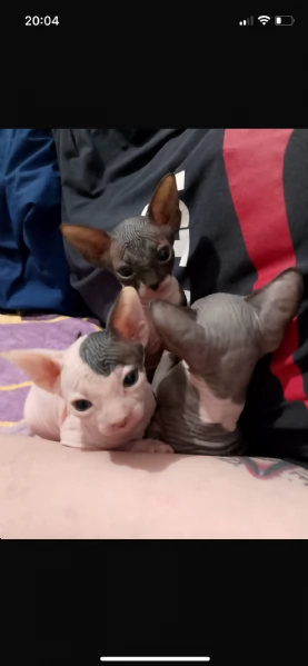 Sphynx cuccioli 