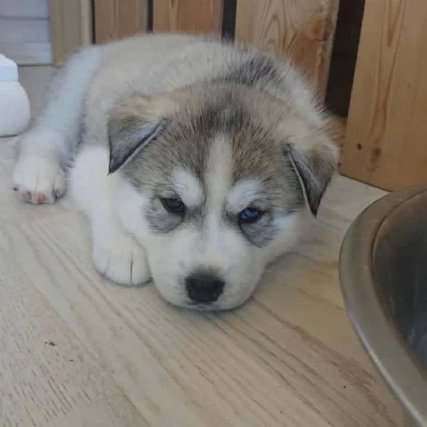 Siberian husky cuccioli!!