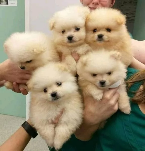 Adorabili e straordinari cuccioli di Pomerania in vendita | Foto 0