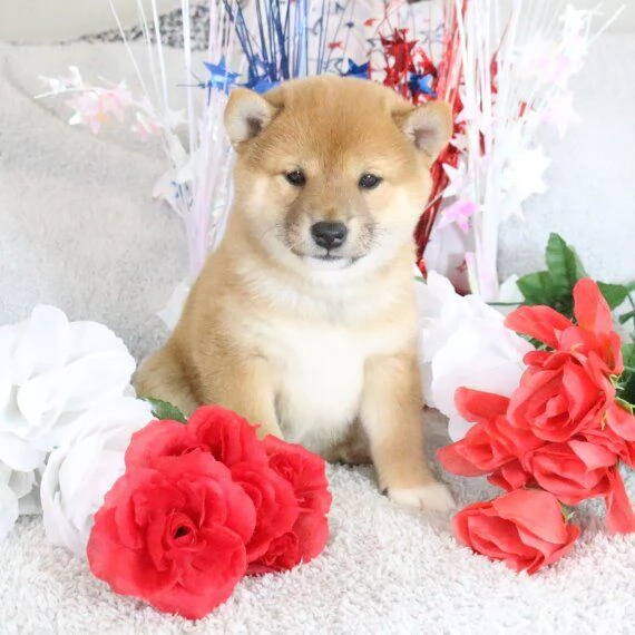 REGALO Cuccioli Shiba Inu cuccioli Shiba Inu maschio e femmina disponibile. Tutti i documenti sono d