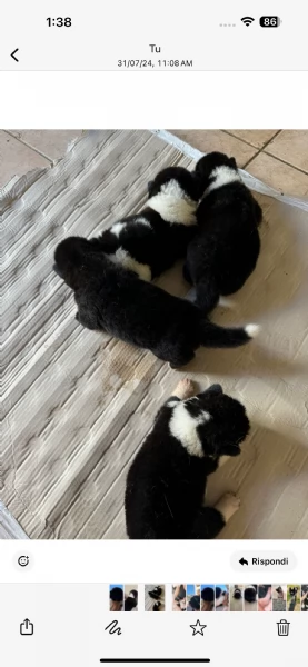 cuccioli di akita americani  | Foto 5