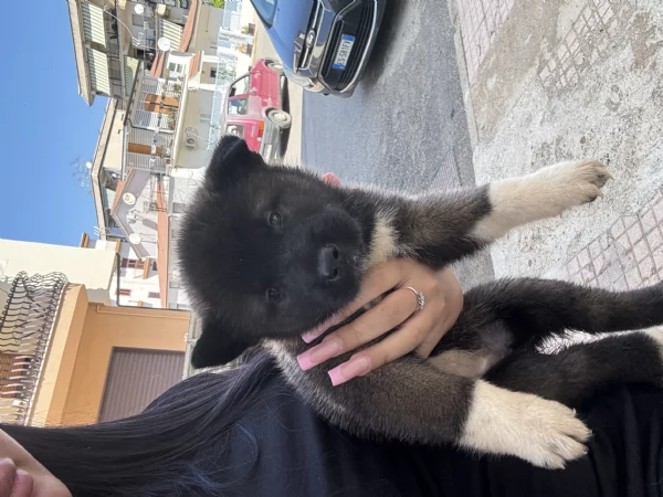 cuccioli di akita americani  | Foto 4