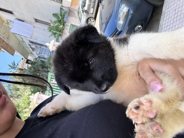 cuccioli di akita americani  | Foto 3